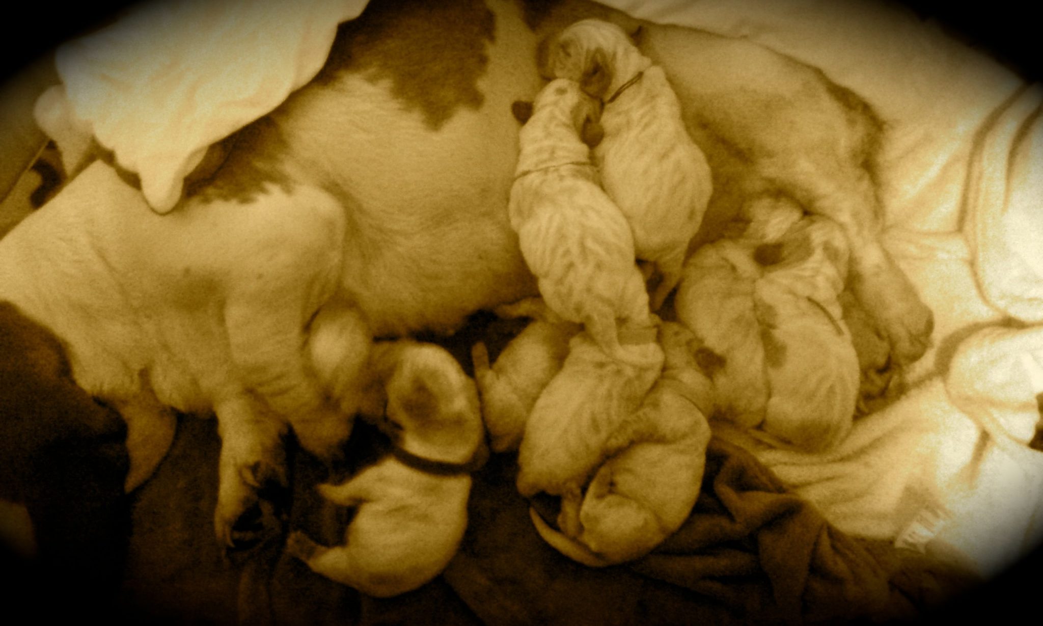 litter kuorii the garfield show 