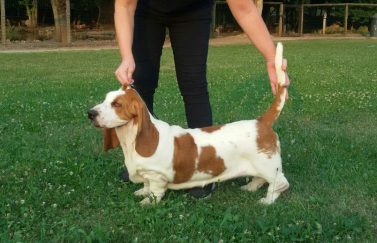 BIS Puppy Lime stay